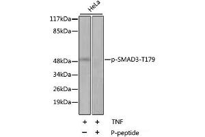 Western blot analysis of extracts of HeLa cell line using Phospho-SMAD3(T179) Polyclonal Antibody. (SMAD3 Antikörper  (pThr179))