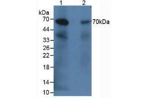 Figure. (C9 Antikörper  (AA 139-519))