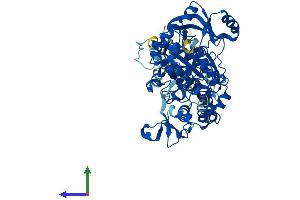 Protein Structure (PS) image for 3'-phosphoadenosine 5'-phosphosulfate Synthase 2 (PAPSS2) (AA 1-621) protein (His tag) (ABIN7562601)