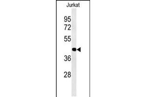 Western blot analysis of ATF1 Antibody in Jurkat cell line lysates (35ug/lane)