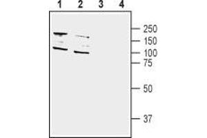 Western blot analysis of human SH-SY5Y neuroblastoma (lane 1 and 3) and human HT-29 colon adenocarcinoma (lanes 2 and 4) cell line lysate: - 1,2. (DPP10 Antikörper  (C-Term, Extracellular))