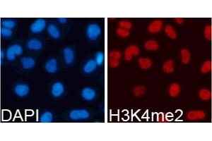 Immunofluorescence analysis of 293T cells using Dimethyl-Histone H3-K4 antibody (ABIN5969803). (Histone 3 Antikörper  (H3K4me2))