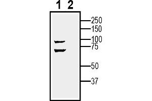 Western blot analysis of mouse brain lysate:1.
