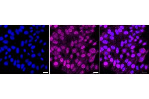 anti-Importin 9 (IPO9) antibody