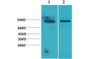 Western Blot (WB) analysis of 1) Mouse Heart Tissue, 2)Rat Heart Tissue with STAT5a Rabbit Polyclonal Antibody diluted at 1:2000. (STAT5A Antikörper)