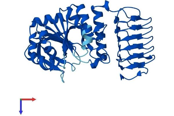 GMPPB Protein (AA 1-360) (His tag)