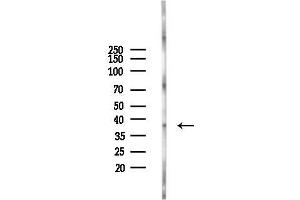 anti-CD5 Molecule-Like (CD5L) (C-Term) antibody
