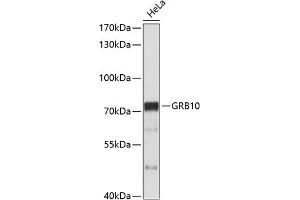 Western blot analysis of extracts of HeLa cells, using GRB10 antibody (ABIN3015267, ABIN3015268, ABIN5663731 and ABIN6213912) at 1:1000 dilution. (GRB10 Antikörper  (AA 1-100))