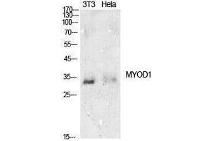 Western Blotting (WB) image for anti-Myogenic Differentiation 1 (MYOD1) (Internal Region) antibody (ABIN3181400)