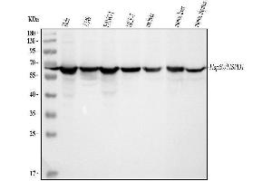 Western blot analysis of Hsp60 using anti-Hsp60 antibody (ABIN3043854).