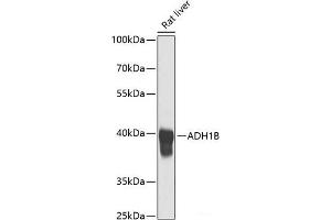 Western blot analysis of extracts of Rat liver using ADH1B Polyclonal Antibody at dilution of 1:1000. (ADH1B Antikörper)