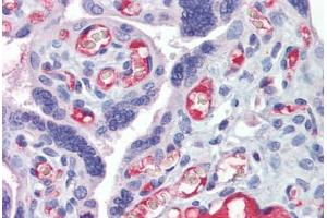 Placenta, Human: Formalin-Fixed, Paraffin-Embedded (FFPE) (HMOX1 Antikörper)
