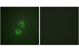 Immunofluorescence analysis of HeLa cells, using 14-3-3 thet/tau (Phospho-Ser232) Antibody. (14-3-3 theta Antikörper  (pSer232))