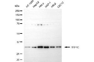 Western blotting analysis using PPP4C antibody (ABIN7800027). (PPP4C Antikörper)