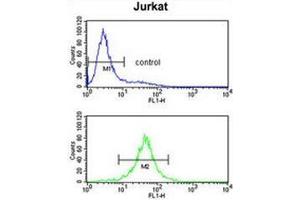 Flow cytometry analysis of Jurkat cells (bottom histogram) compared to a negative control cell (top histogram) using Interleukin-10/IL10 Antibody . (IL-10 Antikörper  (Middle Region))