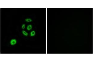 Immunofluorescence analysis of A549 cells, using FBLN2 Antibody. (FBLN2 Antikörper  (AA 241-290))