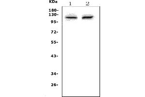 Western blot analysis of Pms2 using anti-Pms2 antibody (ABIN7600627).