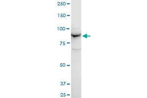 Western Blotting (WB) image for anti-Adaptor Protein, phosphotyrosine Interaction, PH Domain and Leucine Zipper Containing 1 (APPL1) (AA 611-708) antibody (ABIN565220)