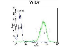 CHCHD2 Antibody (Center) flow cytometric analysis of WiDr cells (right histogram) compared to a negative control cell (left histogram). (CHCHD2 Antikörper  (Middle Region))