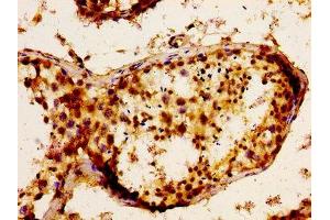 Immunohistochemistry of paraffin-embedded human testis tissue using ABIN7152789 at dilution of 1:100 (FGF17 Antikörper  (AA 23-216))
