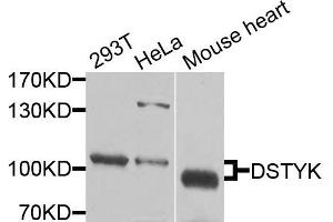 Western blot analysis of extracts of various cells, using DSTYK antibody.