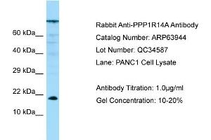 Western Blotting (WB) image for anti-Protein Phosphatase 1, Regulatory (Inhibitor) Subunit 14A (PPP1R14A) (N-Term) antibody (ABIN971446) (CPI-17 Antikörper  (N-Term))