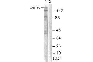 Western blot analysis of extracts from HepG2 cells, using c-Met (epitope around residue 1003) antibody. (c-MET Antikörper  (Tyr1003))