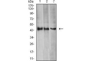 Western Blotting (WB) image for anti-Aurora Kinase A (AURKA) (AA 268-404) antibody (ABIN5611121)