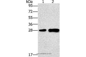 Western blot analysis of Mouse liver tissue and 231 cell, using LY96 Polyclonal Antibody at dilution of 1:500 (LY96 Antikörper)