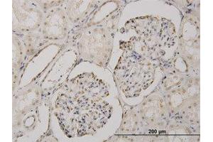 Image no. 1 for anti-Cold Shock Domain Protein A (CSDA) (AA 241-331) antibody (ABIN466130) (CSDA Antikörper  (AA 241-331))