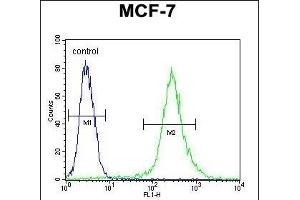 RPS24 Antibody (Center) (ABIN653681 and ABIN2843008) flow cytometric analysis of MCF-7 cells (right histogram) compared to a negative control cell (left histogram). (RPS24 Antikörper  (AA 65-93))