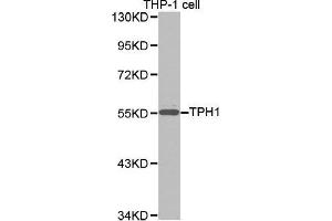 Western blot analysis of extracts of THP-1 cell lines, using TPH1 antibody. (Tryptophan Hydroxylase 1 Antikörper  (AA 345-444))