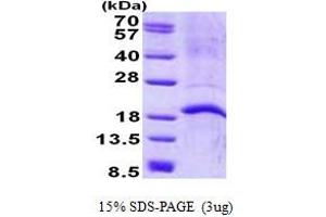 Cathelicidin Antimicrobial Peptide (CAMP) (AA 34-173) protein (His tag)
