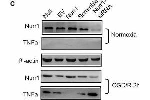 Nurr1 overexpression suppresses TNF-α expression in microglia. (beta Actin Antikörper)
