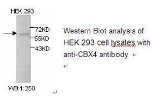 Image no. 1 for anti-Chromobox Homolog 4 (CBX4) antibody (ABIN1502233) (CBX4 Antikörper)