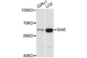 Western blot analysis of extracts of various cell lines, using SIAE antibody (ABIN6293758) at 1:3000 dilution. (SIAE Antikörper)