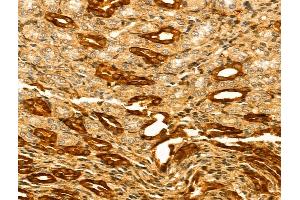 ABIN7094274 and ABIN7098321 at 1/100 staining Rat kidney tissue by IHC-P.