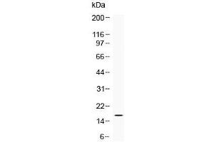 Western blot testing of human blood cell lysate with IBA1 antibody at 0.