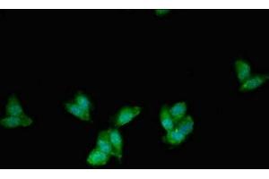 Immunofluorescent analysis of HepG2 cells using ABIN7163001 at dilution of 1:100 and Alexa Fluor 488-congugated AffiniPure Goat Anti-Rabbit IgG(H+L) (PEX1 Antikörper  (AA 927-1283))