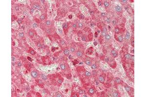 Immunohistochemistry (IHC) image for anti-Myosin Light Chain 6, Alkali, Smooth Muscle and Non Muscle (MYL6) (N-Term) antibody (ABIN6755470)