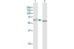 Western Blot analysis of DDX5 expression in transfected 293T cell line by DDX5 MaxPab polyclonal antibody.
