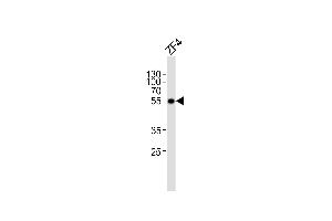 Western blot analysis of lysate from ZF4 cell line, using (DANRE) ankrd13c Antibody (C-term) Azb18714c. (ANKRD13C Antikörper  (AA 475-508))