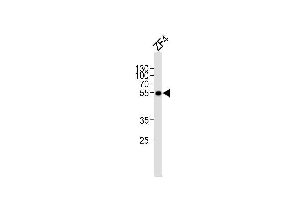 ANKRD13C Antikörper  (AA 475-508)