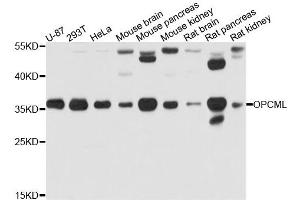 Western blot analysis of extract of various cells, using OPCML antibody.