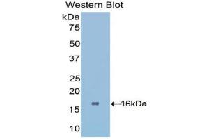 Western blot analysis of the recombinant protein. (PHPT1 Antikörper  (AA 1-125))