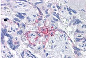 Anti-BUB1B / BubR1 antibody IHC staining of human placenta. (BUB1B Antikörper  (AA 1-130))