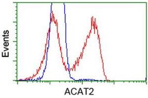 Image no. 3 for anti-Acetyl-CoA Acetyltransferase 2 (ACAT2) antibody (ABIN1496405)