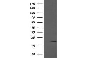 Image no. 1 for anti-Anaphase Promoting Complex Subunit 11 (ANAPC11) antibody (ABIN1496631) (ANAPC11 Antikörper)