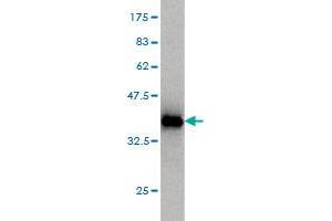 Western Blot detection against Immunogen (35. (Double-stranded RNA-binding protein Staufen homolog 2 (STAU2) (AA 2-90) Antikörper)