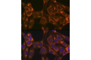 Immunofluorescence analysis of NIH-3T3 cells using Thioredoxin 2 (Trx2/TXN2) (Trx2/TXN2) Rabbit mAb (ABIN1679919, ABIN3018909, ABIN3018910 and ABIN7101688) at dilution of 1:100 (40x lens). (TXN2 Antikörper)